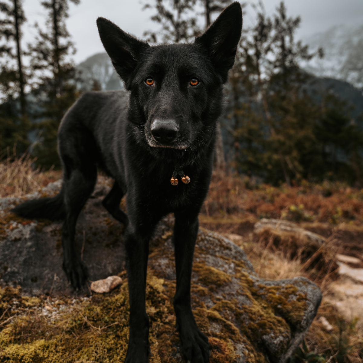 Wildlife Protection Cat & Dog Bell – Handmade Copper, QuickLoop Clip (Version 2)