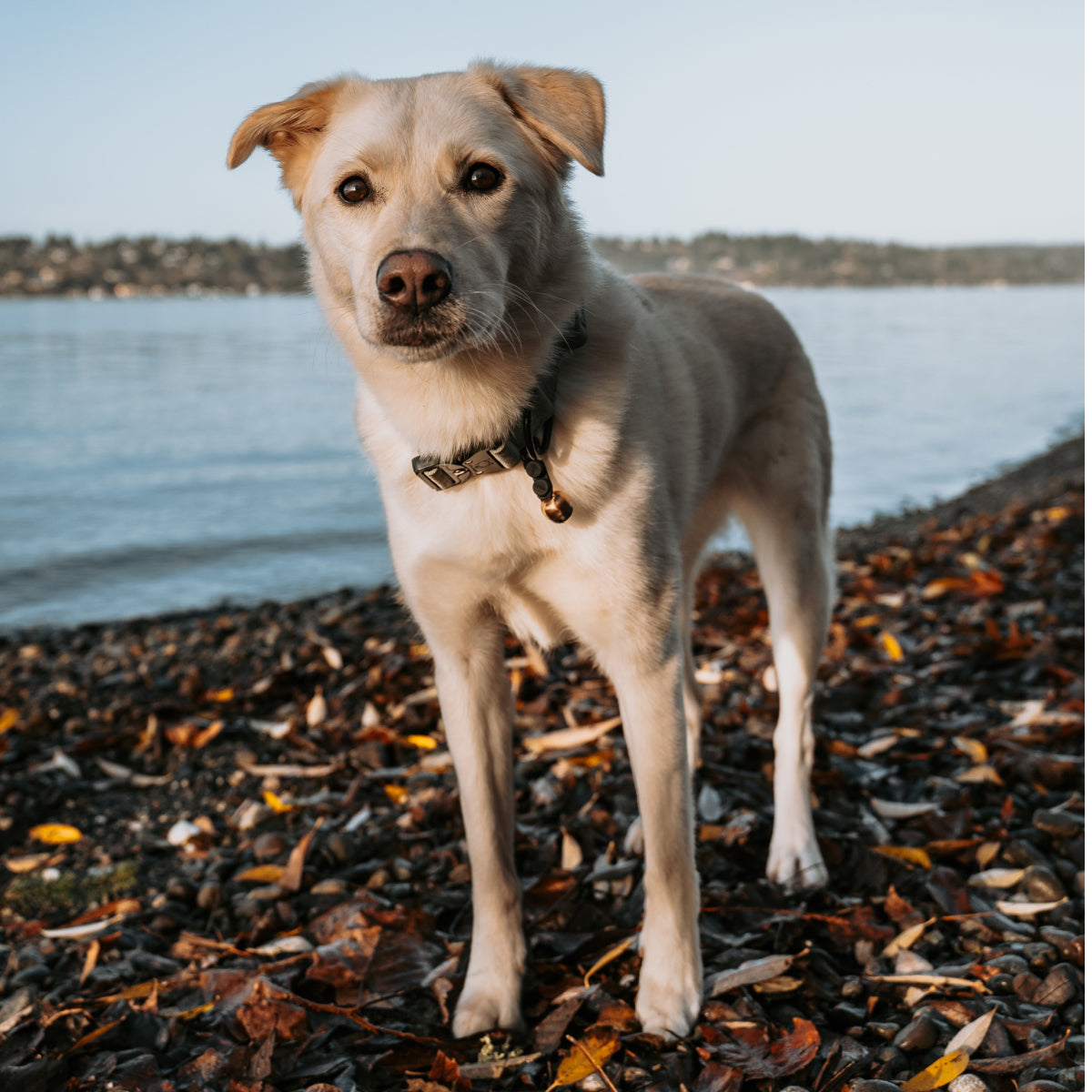 Wildlife Protection Cat & Dog Bell – Handmade Copper, QuickLoop Clip (Version 2)