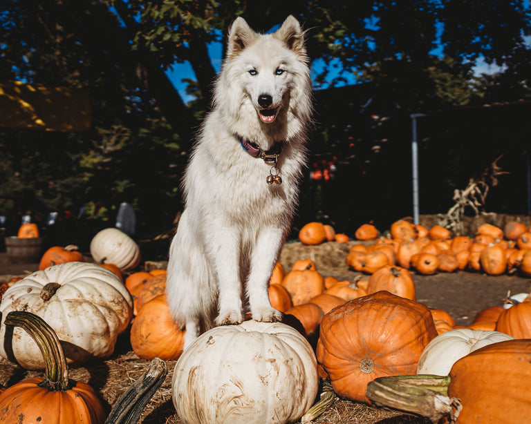 Beaus Bells Originals