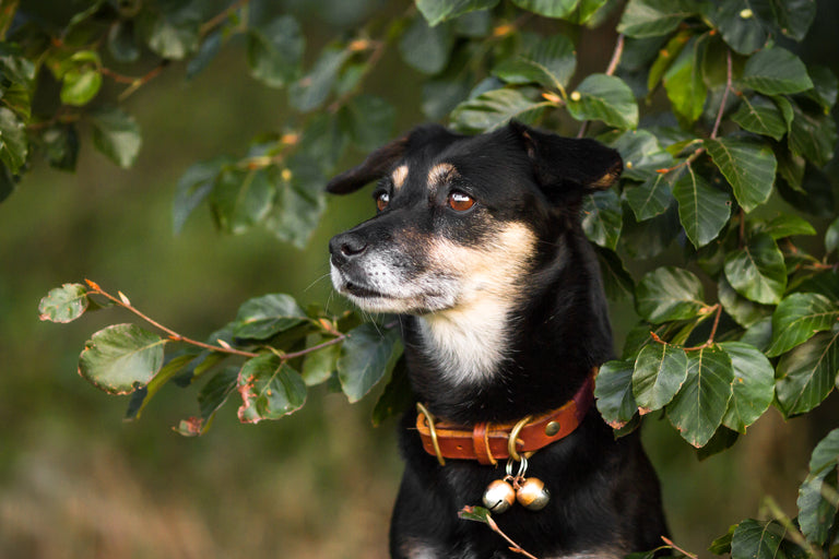 Beaus Bells Originals