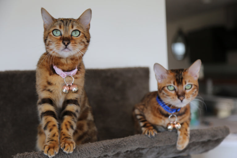 Beau's Bells Extra Loud Pet Bells - Handmade Copper Cat & Dog Bells For Wildlife Protection