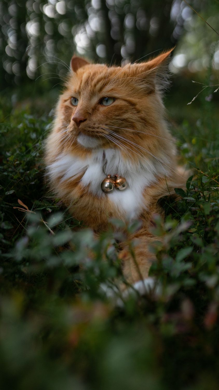 Extra loud bell outlet for cat collar