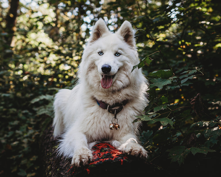 Beaus Bells Originals